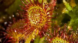 Visuel de Au gré des marais