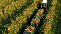 Visuel de Au gré des saisons : Automne
