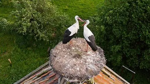 Au gré des saisons : Printemps E03 Poisson d'avril