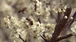 Visuel de Au gré des saisons : Printemps