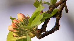 Visuel de Au gré des saisons : Printemps