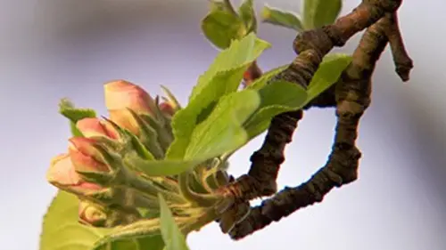 Au gré des saisons : Printemps E02 Adieu frimas