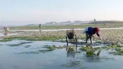 Au gré des vagues La côte de Galice