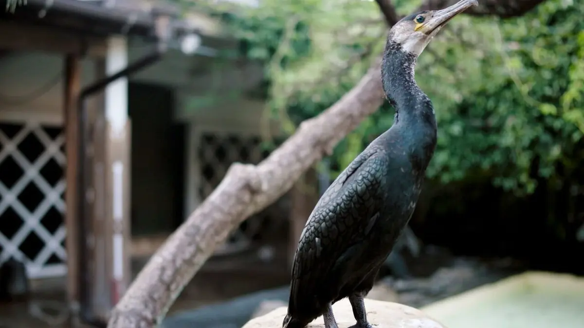 Au Japon, la pêche au cormoran : Une tradition millénaire