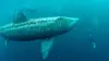 Au large de l'Irlande Baleines et requins en eaux profondes
