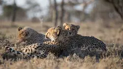 Au milieu des guépards