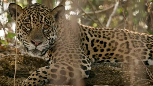 Audiences TV : Au nom des jaguars