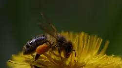 Au pays de l'abeille noire