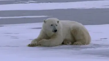 Au pays de l'ours blanc