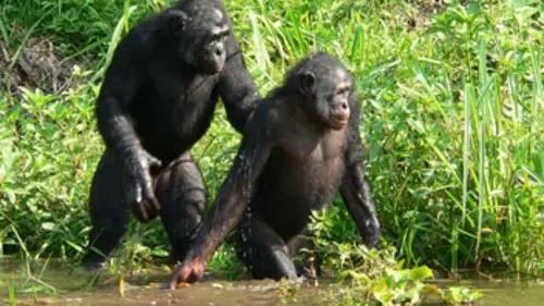 Au pays des bonobos