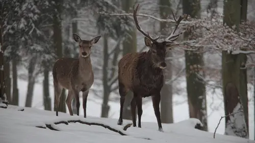 Au pays des neiges