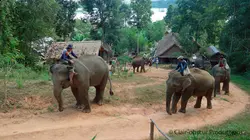 Au pays du million d'éléphants