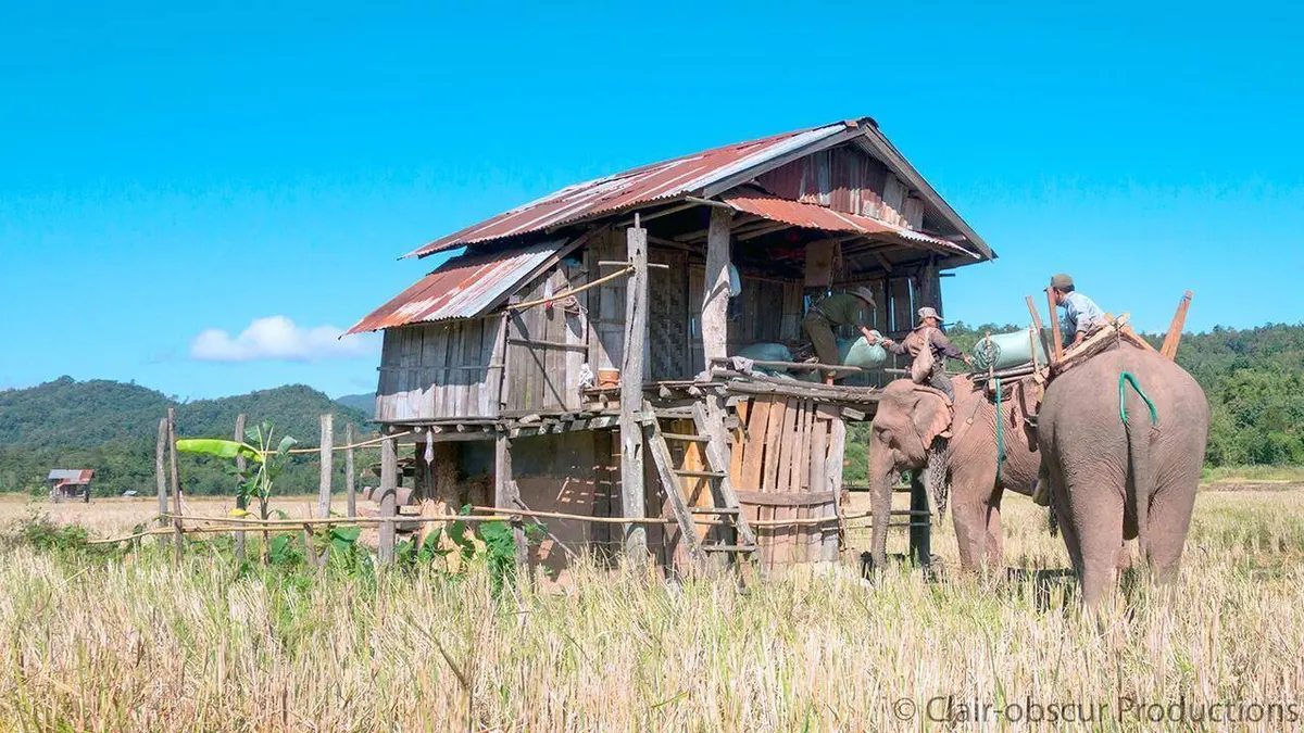 Au pays du million d'éléphants