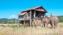 Au pays du million d'éléphants