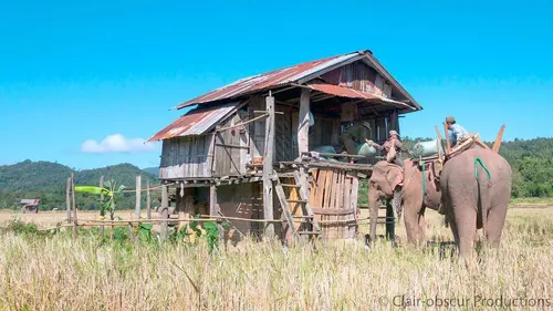 Au pays du million d'éléphants