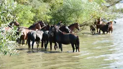 Au pied des Carpates S01E02 Le Banat roumain