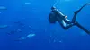 Au plus près des dauphins avec Bertie Gregory