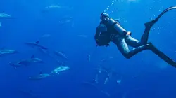 Visuel de Au plus près des dauphins avec Bertie Gregory