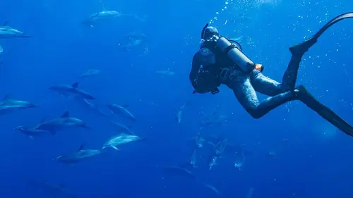 Au plus près des dauphins avec Bertie Gregory