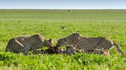 Au plus près des guépards avec Bertie Gregory