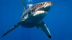 Au plus près des requins