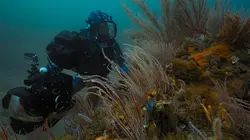 Au plus près des requins avec Bertie Gregory en streaming