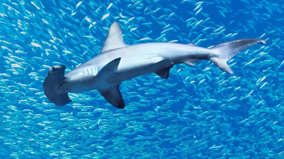 Au plus près des requins-marteaux avec Bertie Gregory