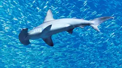 Visuel de Au plus près des requins-marteaux avec Bertie Gregory