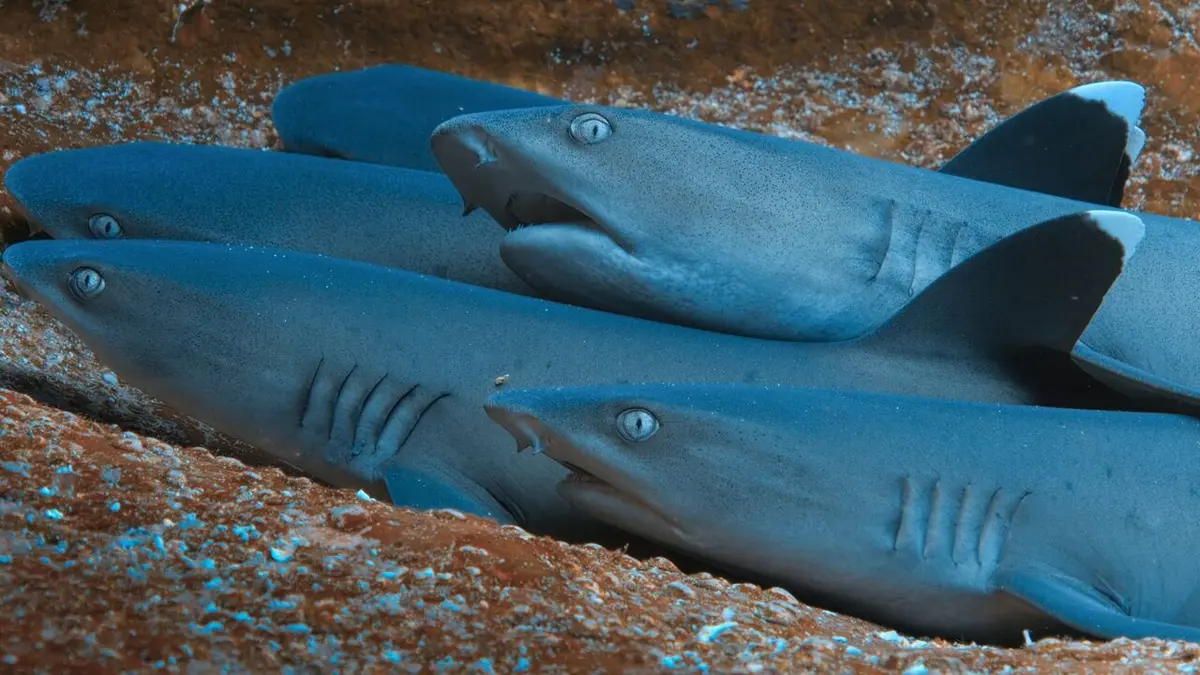 Au plus près des requins-marteaux avec Bertie Gregory