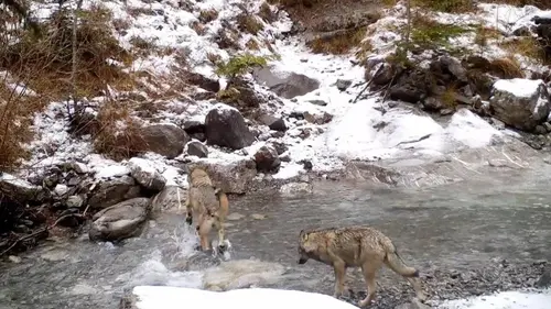 Au retour des loups