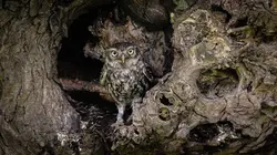 Au royaume d'Athéna