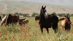 Visuel de Au royaume de l'Akhal-Teke