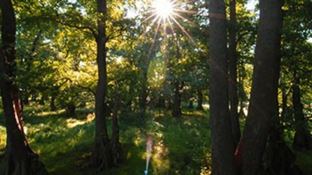 Au royaume de la forêt