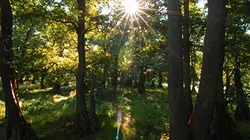 Visuel de Au royaume de la forêt