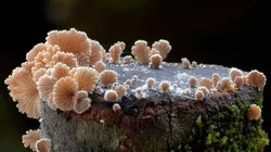 Au royaume des champignons