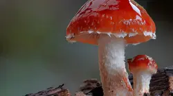 Au royaume des champignons