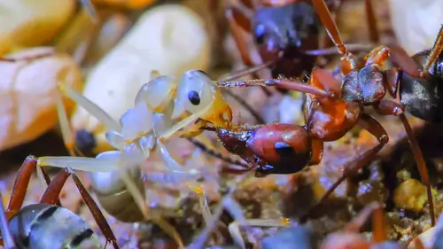 Au royaume des fourmis : Cohabitation à risque E02