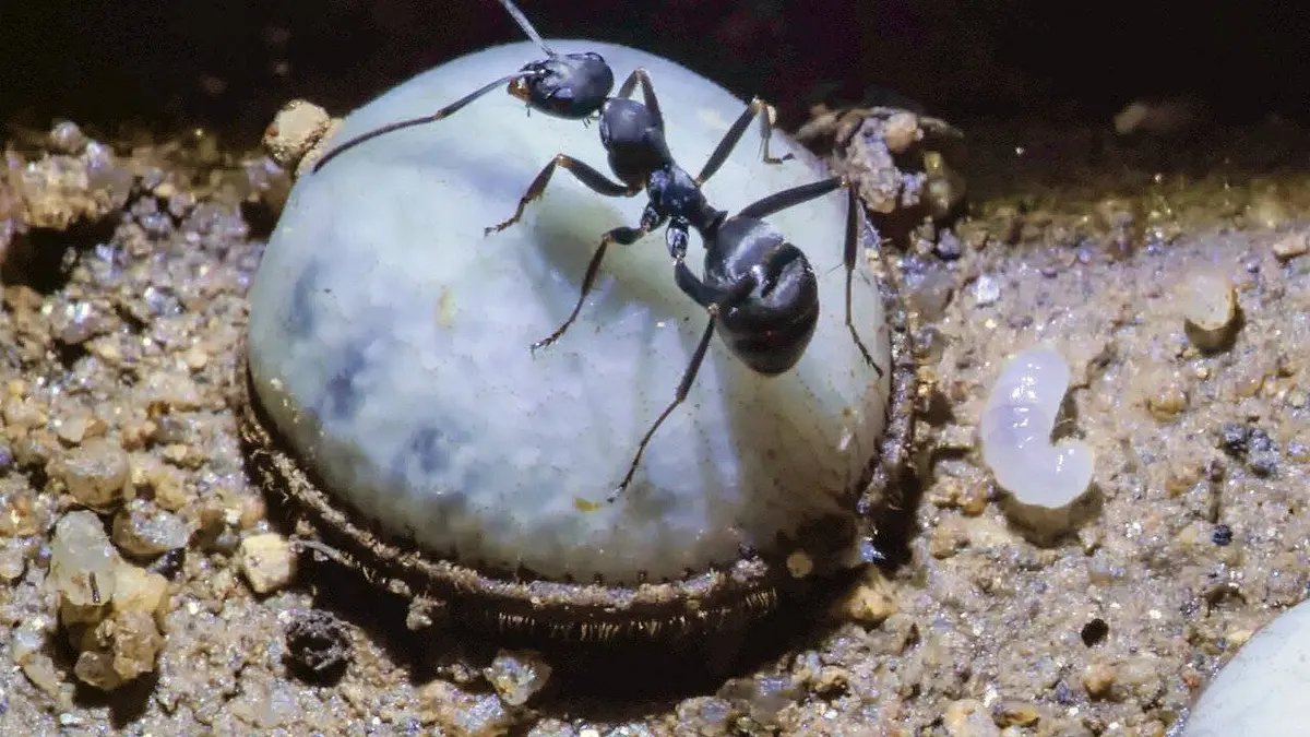 Au royaume des fourmis : Naissance d'une fourmilière E01