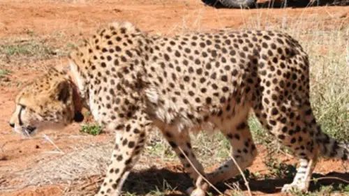Au royaume des guépards E02 Liberté surveillée