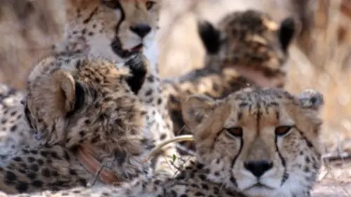 Au royaume des guépards E08 Sauver Quattro