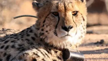 Les lycaons d'Okonjima