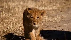Visuel de Au royaume des lions