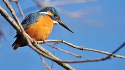 Visuel de Au royaume des martins-pêcheurs