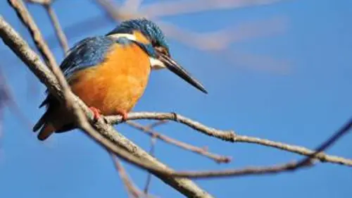 Au royaume des martins-pêcheurs