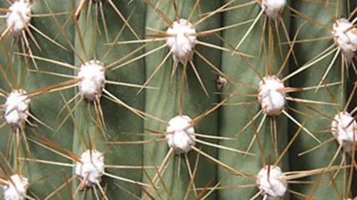 Au royaume des plantes E03 Survivre