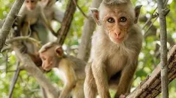 Au royaume des singes