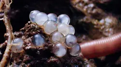 Au royaume des vers de terre : La vie du sol dévoilée