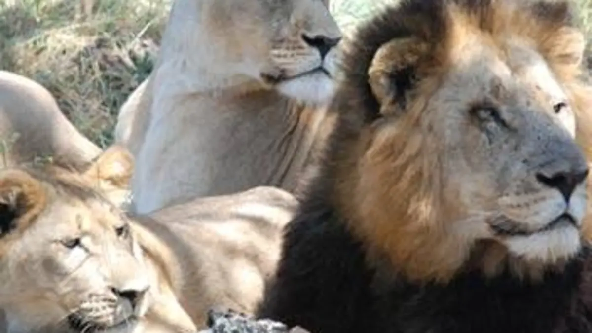 Au royaume du lion blanc E02 Rébellion chez les jeunes