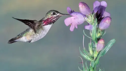 Au rythme des saisons S01E02 Les beaux jours