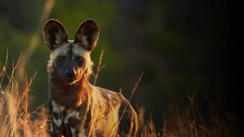 Casting Au secours de la faune africaine Les chiens sauvages
